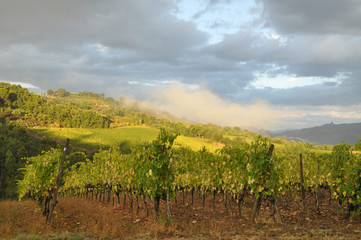 Fototapeta na wymiar Vineyard after the Rain. Tuscany, Italy