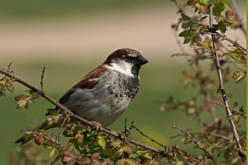 wróbel © Henryk Olszewski