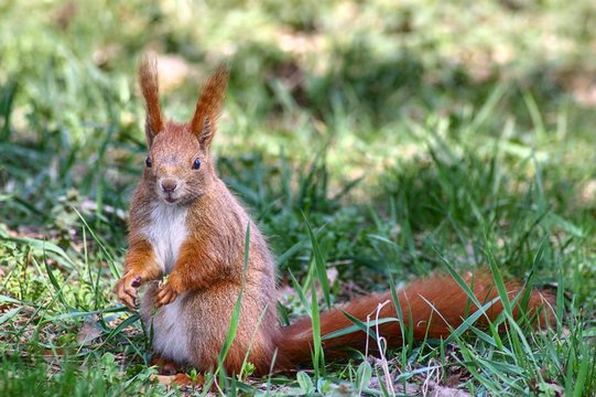 squirrel