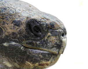 Giant tortoise head, close up, white background