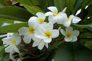 White Frangipani flower at full bloom during summer
