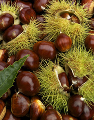 maronenhaufen mit blatt