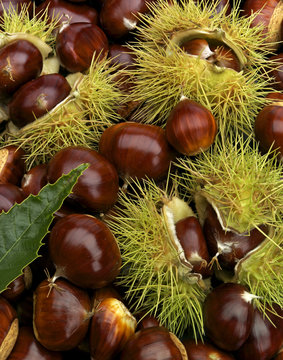maronenhaufen mit blatt