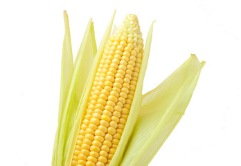 Corn - obrazy, fototapety, plakaty