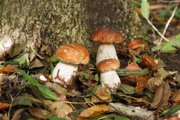Steinpilze