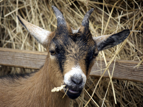 Young goat eating