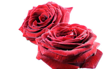 two red roses with litte water drops