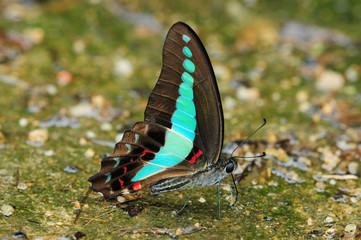 Blue Jay Butterfly Resting On The Forest Floor