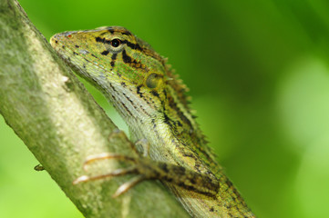 Garden Green Lizard In Natural Environment