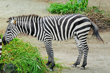 Fototapeta na wymiar Zebra Feeding