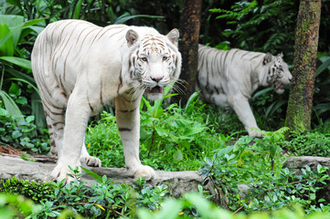 Fototapeta na wymiar Biały tygrys w zoo
