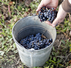 A pail is laden with Moldova S101 grapes ready to make wine in S