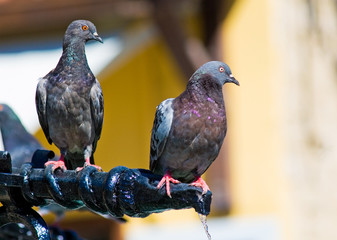 Pigeons