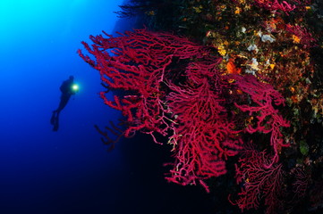 mediterrannee-paysage-sousmarin