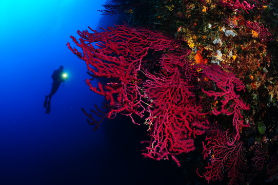 mediterrannee-paysage-sousmarin