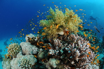 paysage-sous-marin-banc-poisson