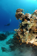 Fototapeta na wymiar mer rouge plongeur