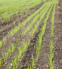 Autumn field of winter wheat close up view