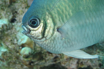poisson-demoiselle-fish