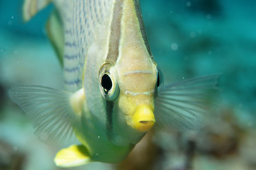 papillon-butterfly-fish