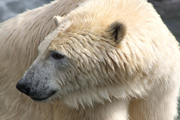 Obraz premium Eisbär ganz nah