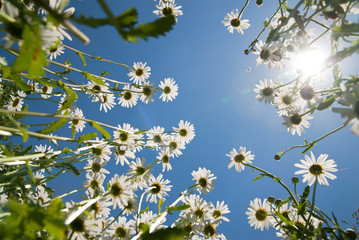 white chamomiles against blue sky and sun