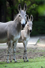 Somali Wildesel