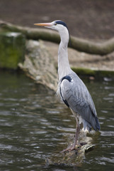 Graureiher auf der Jagd