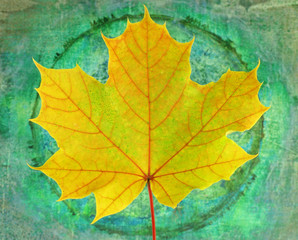 Ahornblatt vor grünem Hintergrund