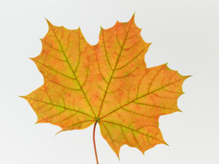 Herbstliches Ahornblatt