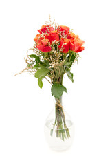 bunch of orange roses isolated on white
