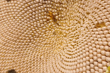 Sonnenblumen im Herbst