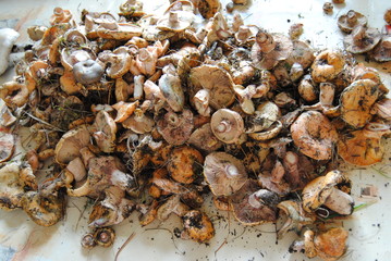 sanguins