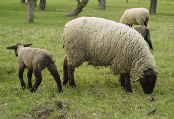 Schafe und Lämmer zu Ostern