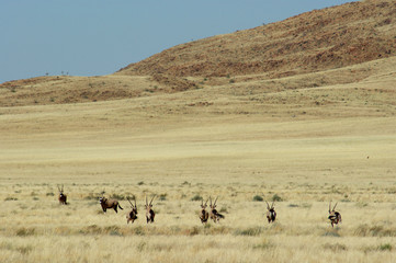 Fototapeta na wymiar oryx sur la D707