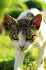 Neugierige Katze