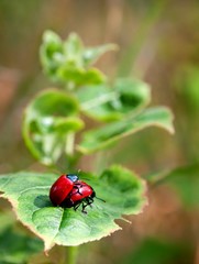 bugs