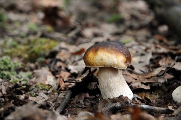 Boletus edulis