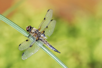 Dragonfly