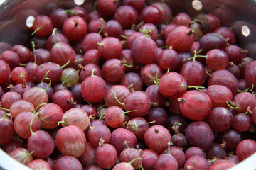 Groseilles à maquereau