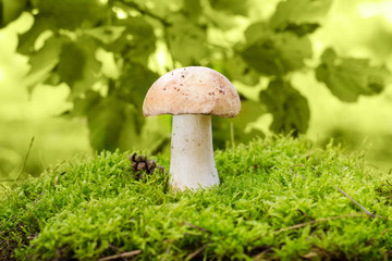 cep mushroom in the moss