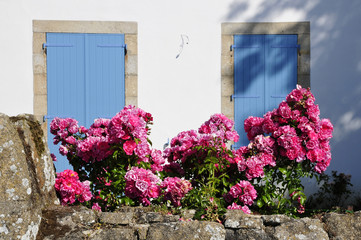 Roses devant des volets bleus d'une maison en Bretagne