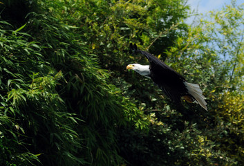 pygargue à tête blanche (Haliaeetus leucocephalus)