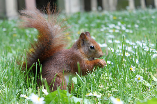 eichh&ouml;rnchen