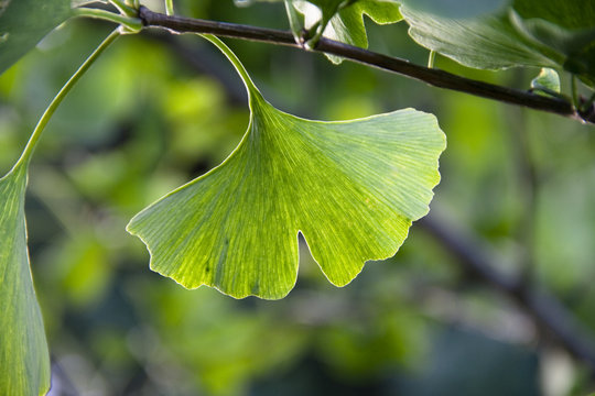 Ginkoblatt