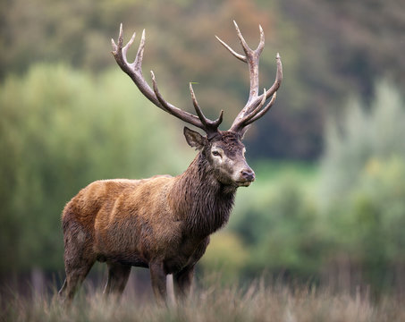 cerf bois brame cors cervid&eacute; mammif&egrave;re animal for&ecirc;t roi biche