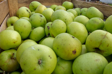 green apples in a wooden transport box, organic farming