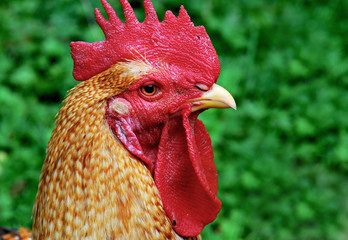 Rooster