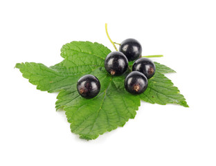 Black currant