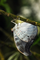 Papillon exotique